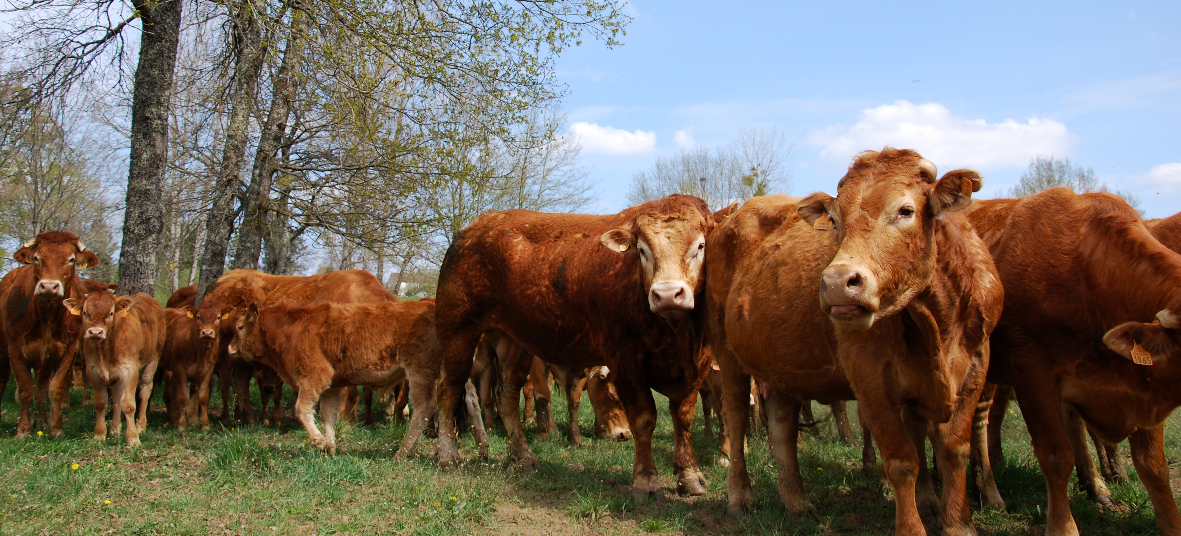 http://limousindulimousin.com/uploads//images/rund/banner_koe_06.jpg